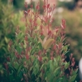 Blog Item Title